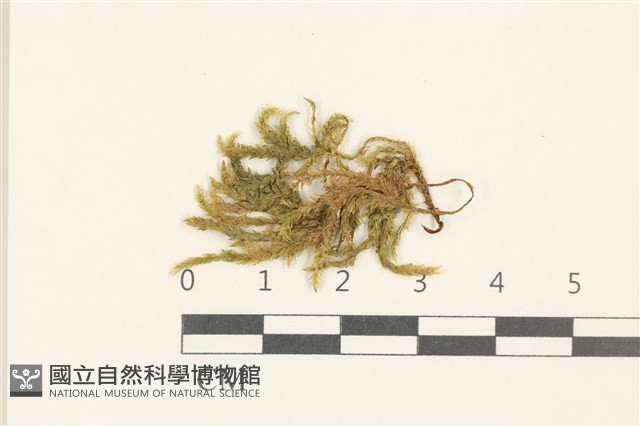 大濕原蘚藏品圖，第1張