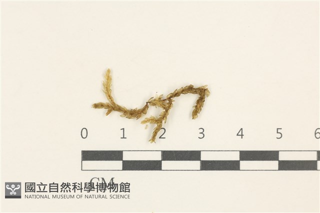 登錄號:B00004632藏品圖，第1張