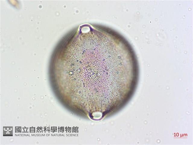 登錄號:A00004632藏品圖，第4張