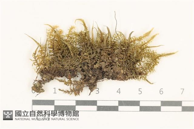 粗齒雉尾蘚藏品圖，第1張