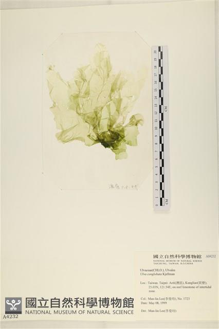 茶花石蓴, 牡丹菜藏品圖，第1張