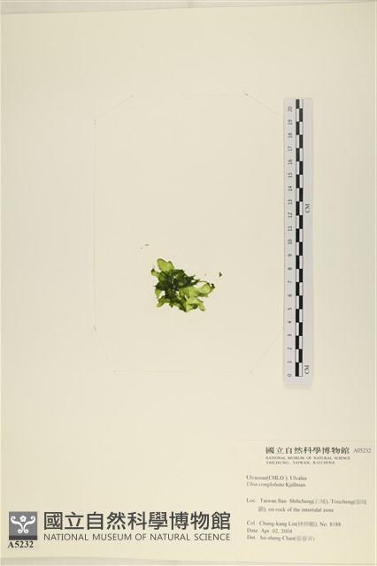 茶花石蓴, 牡丹菜藏品圖，第3張