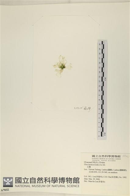 大石蓴, 石蓴藏品圖，第3張