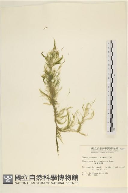 細剛毛藻藏品圖，第1張