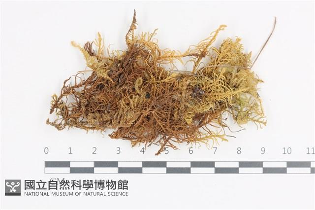 山羽蘚藏品圖，第1張