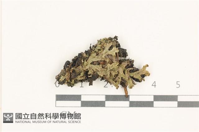 小蛇苔藏品圖，第1張