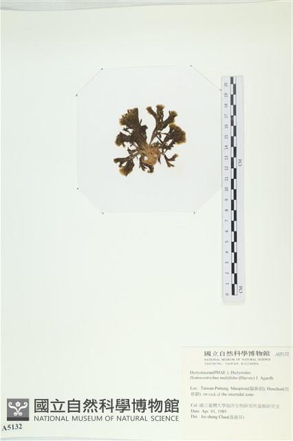 多扇藻藏品圖，第3張