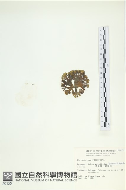 多扇藻藏品圖，第3張