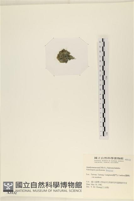 指枝藻藏品圖，第3張