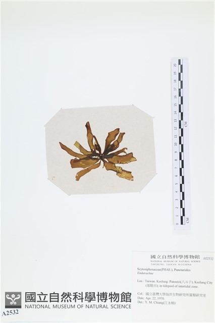登錄號:A00002532藏品圖，第3張
