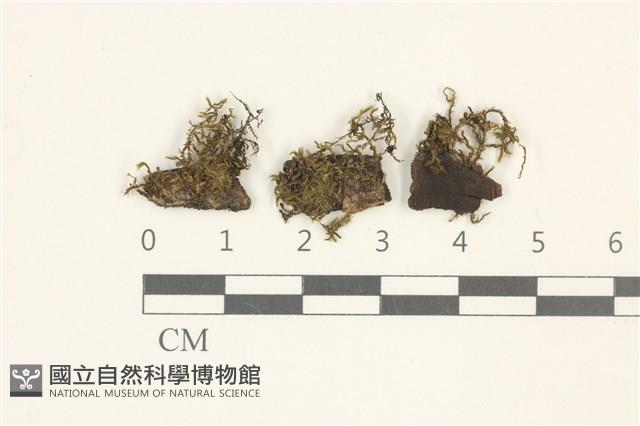 柳葉反齒蘚藏品圖，第1張