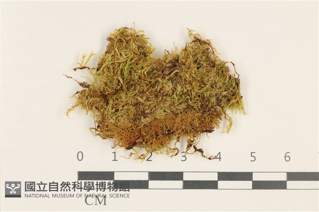 羽枝青蘚藏品圖，第1張