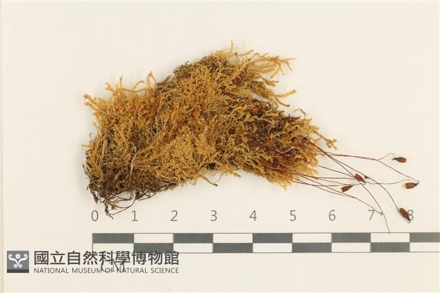 卷葉真蘚藏品圖，第1張