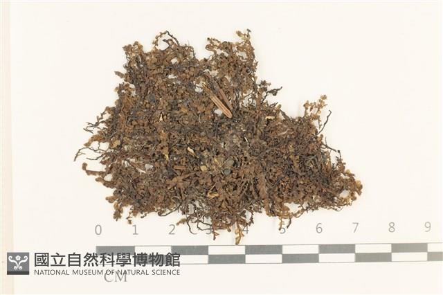 登錄號:B00007532藏品圖，第1張