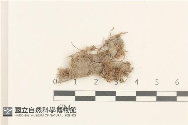 登錄號:B00010532藏品圖，第1張