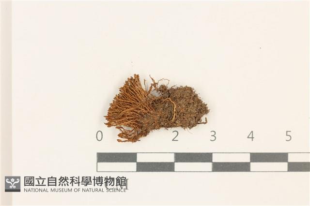 登錄號:B00003532藏品圖，第1張