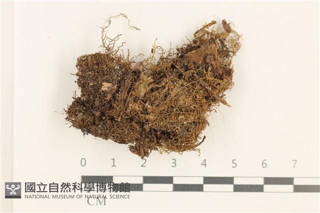 登錄號:B00019432藏品圖，第1張