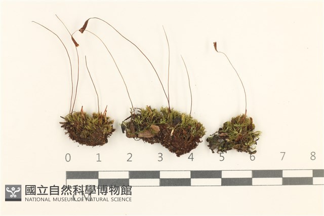Accession Number:B00009432 Collection Image, Figure 1, Total 2 Figures