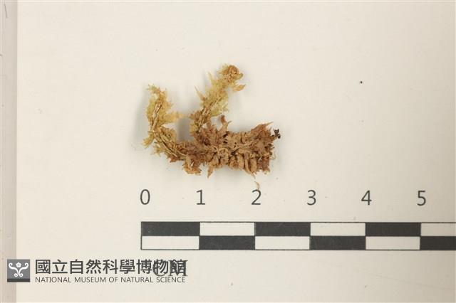 登錄號:B00014432藏品圖，第1張