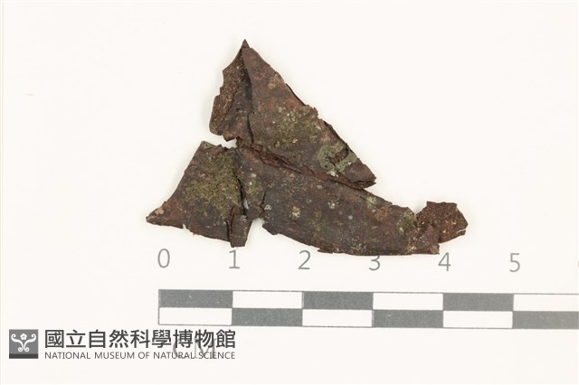 臺灣疣鱗苔藏品圖，第1張