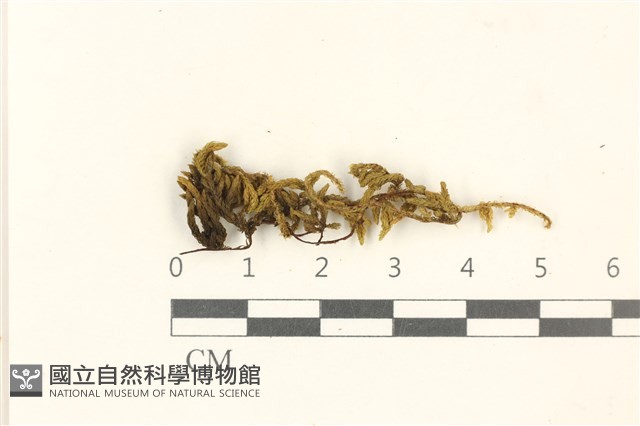 蔓枝蘚藏品圖，第1張