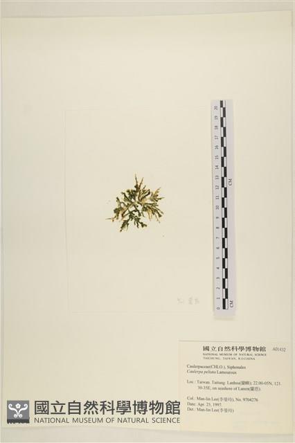 盾葉蕨藻藏品圖，第3張