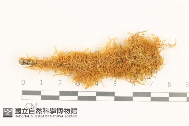 灰果蘚藏品圖，第1張