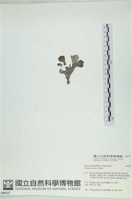 南方團扇藻藏品圖，第1張