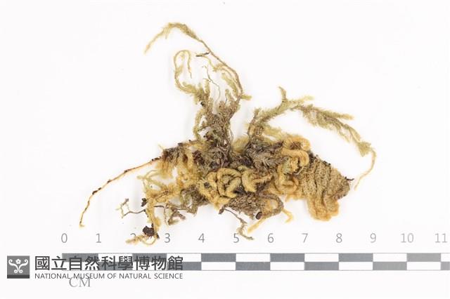 毛扭蘚藏品圖，第1張