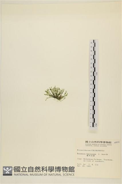 偏列羽藻藏品圖，第3張