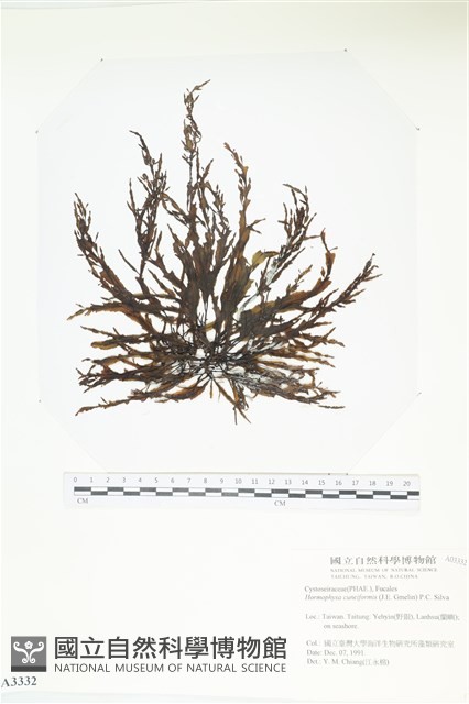登錄號:A00003332藏品圖，第1張