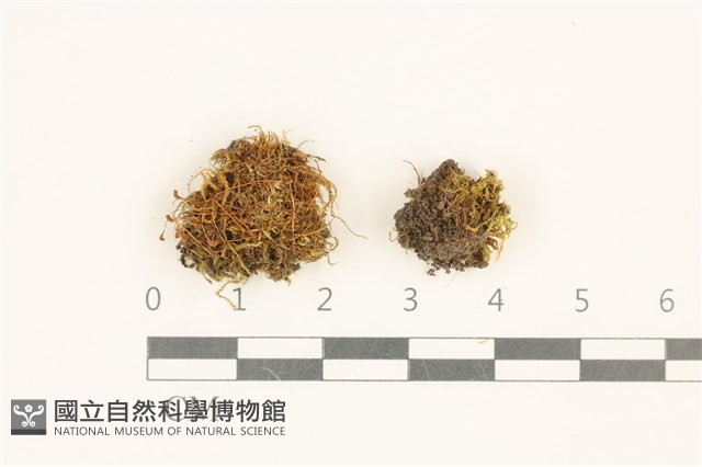 長葉柳葉蘚藏品圖，第1張