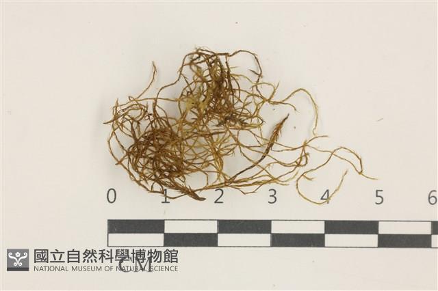 登錄號:B00004732藏品圖，第1張