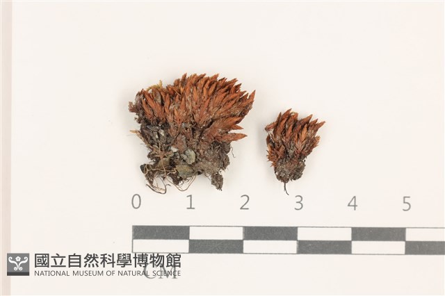 登錄號:B00005732藏品圖，第1張