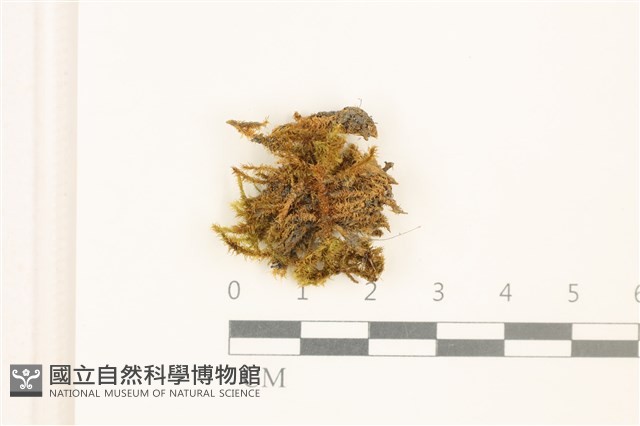 登錄號:B00013732藏品圖，第1張