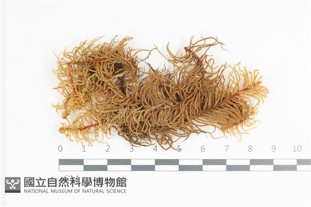 登錄號:B00018652藏品圖，第1張