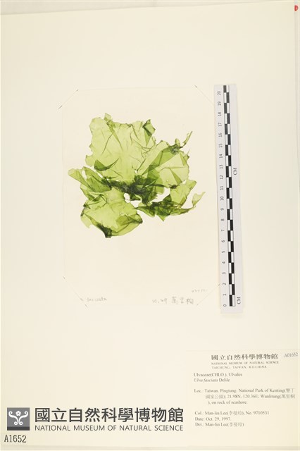 長片石蓴, 裂片石蓴藏品圖，第1張
