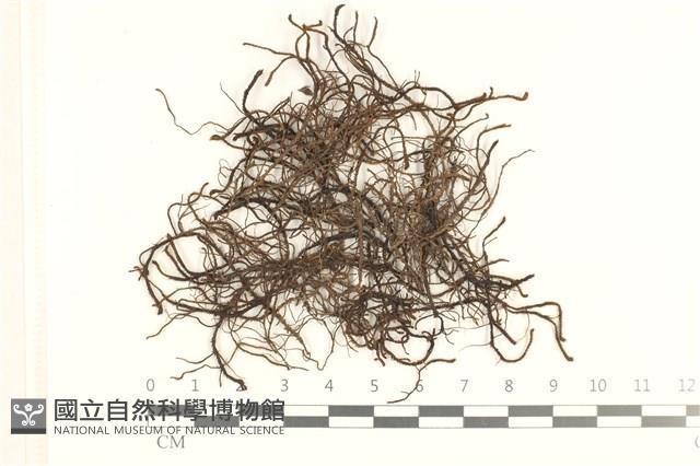 登錄號:B00020652藏品圖，第1張