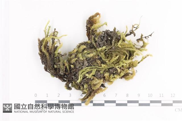 毛扭蘚藏品圖，第1張