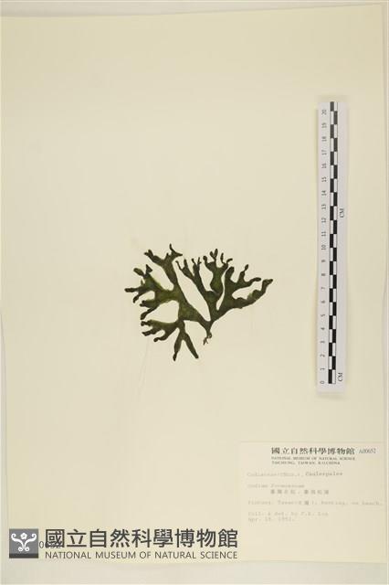 臺灣水松, 臺灣松藻藏品圖，第3張