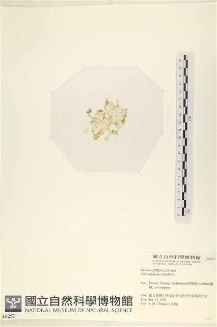 茶花石蓴, 牡丹菜藏品圖，第3張
