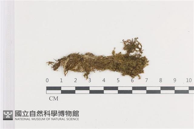 鈍角頂苞苔藏品圖，第1張
