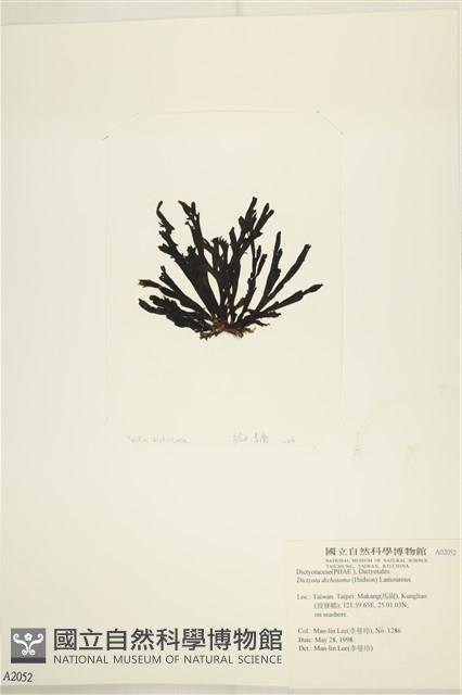網目藻藏品圖，第3張