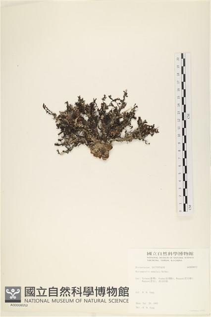 登錄號:A00008052藏品圖，第3張