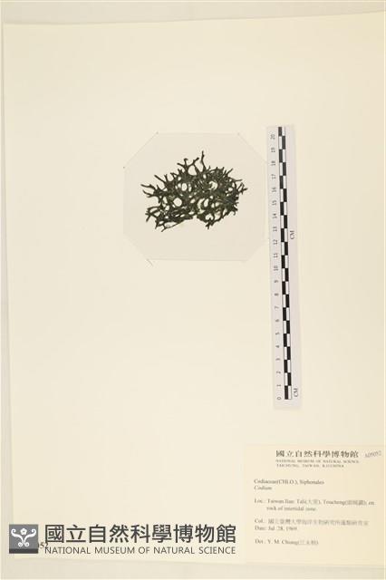 登錄號:A00005052藏品圖，第3張