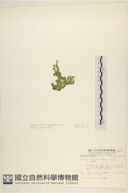 布氏藻藏品圖，第3張