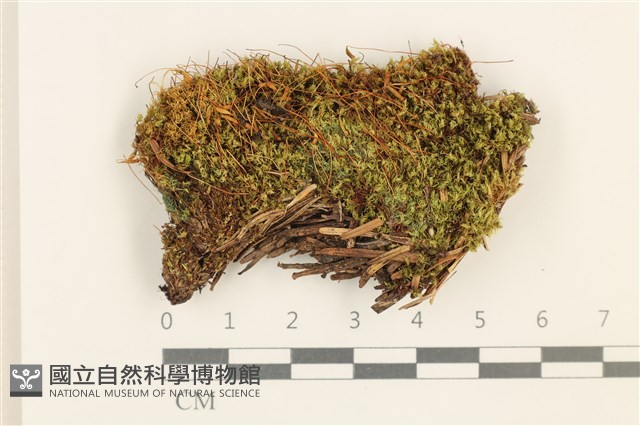 細葉真蘚藏品圖，第1張