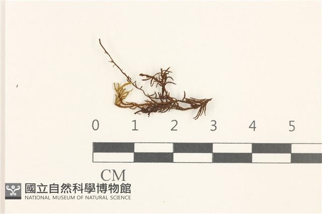 蟲毛蘚藏品圖，第1張