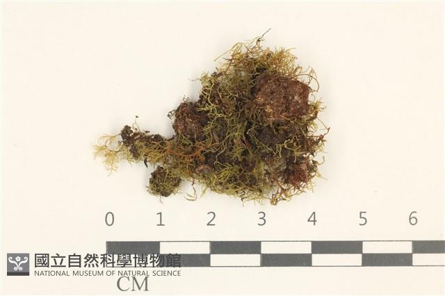 登錄號:B00000552藏品圖，第1張