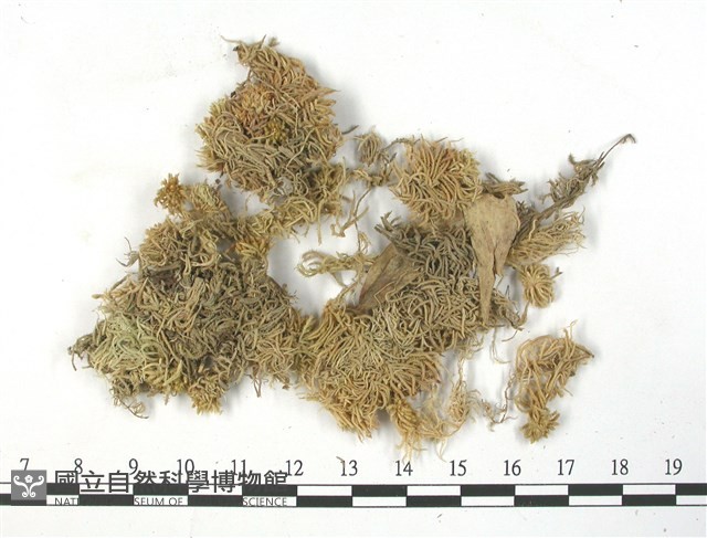 白齒泥炭蘚藏品圖，第1張